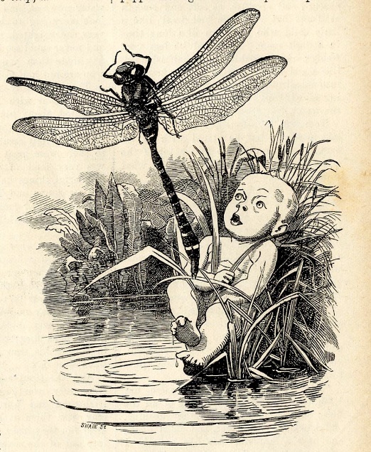 Linley Sambourne: Tom and the Dragonfly 